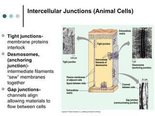 Intercellular Junctions (Animal Cells)
 Tight junctions-
membrane proteins
interlock
 Desmosomes,
(anchoring
junction)-
intermediate filaments
“sew” membranes
together
 Gap junctions-
channels align
allowing materials to
flow between cells
 