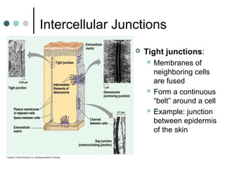 Intercellular Junctions
 Tight junctions:
 Membranes of
neighboring cells
are fused
 Form a continuous
“belt” around a cell
 Example: junction
between epidermis
of the skin
 
