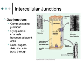 Intercellular Junctions
 Gap junctions
 Communicating
junctions
 Cytoplasmic
channels
between adjacent
cells
 Salts, sugars,
AAs, etc. can
pass through
 