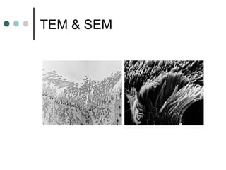 TEM & SEM
 