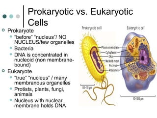 Prokaryotic vs. Eukaryotic
Cells
 Prokaryote
 “before” “nucleus”/ NO
NUCLEUS/few organelles
 Bacteria
 DNA is concentrated in
nucleoid (non membrane-
bound)
 Eukaryote
 “true” “nucleus” / many
membranous organelles
 Protists, plants, fungi,
animals
 Nucleus with nuclear
membrane holds DNA
 