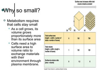 Why so small?
 Metabolism requires
that cells stay small
 As a cell grows, its
volume grows
proportionately more
than its surface area
 Cells need a high
surface area to
volume ratio to
exchange materials
with their
environment through
plasma membrane.
 