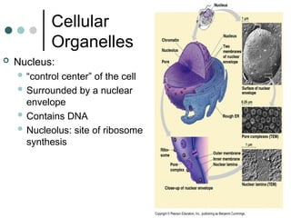 Comprehensive Overview of Eukaryotic Cell Structure and Function | PPT