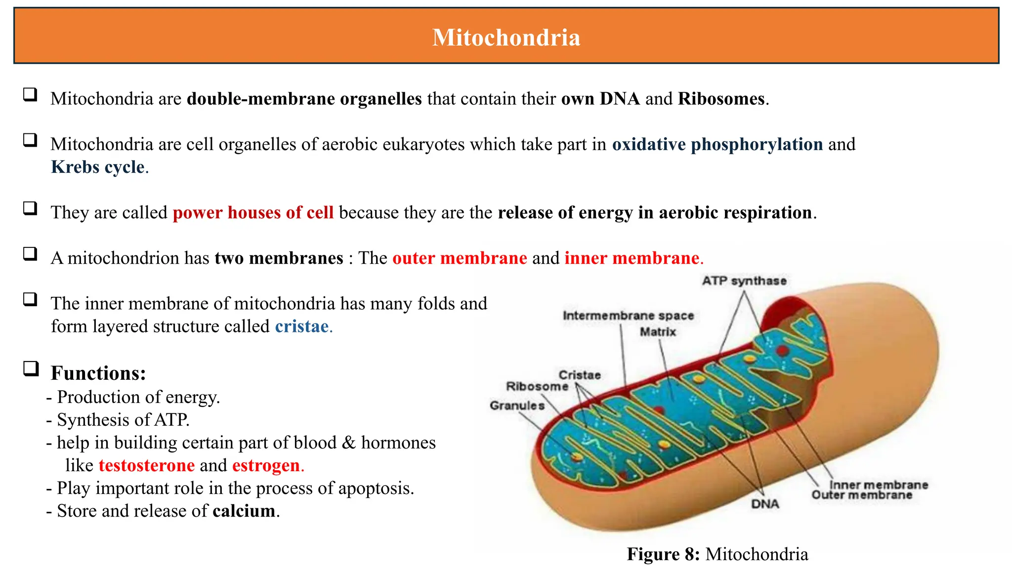 Mitochondria
 Mitochondria are double-membrane organelles that contain their own DNA and Ribosomes.
 Mitochondria are cell organelles of aerobic eukaryotes which take part in oxidative phosphorylation and
Krebs cycle.
 They are called power houses of cell because they are the release of energy in aerobic respiration.
 A mitochondrion has two membranes : The outer membrane and inner membrane.
 The inner membrane of mitochondria has many folds and
form layered structure called cristae.
 Functions:
- Production of energy.
- Synthesis of ATP.
- help in building certain part of blood & hormones
like testosterone and estrogen.
- Play important role in the process of apoptosis.
- Store and release of calcium.
Figure 8: Mitochondria
 