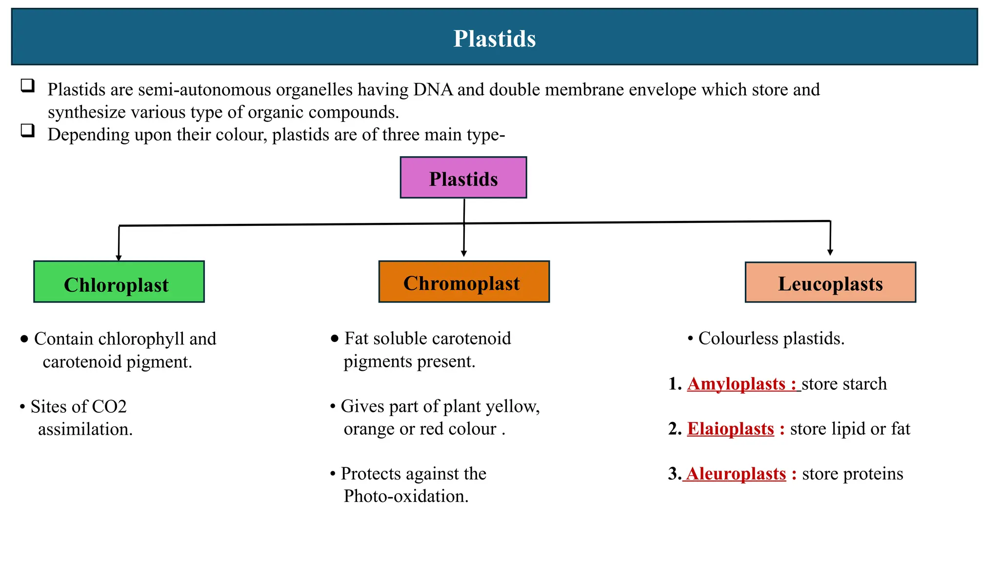 Plastids
 Plastids are semi-autonomous organelles having DNA and double membrane envelope which store and
synthesize various type of organic compounds.
 Depending upon their colour, plastids are of three main type-
Plastids
Chloroplast Chromoplast Leucoplasts
• Contain chlorophyll and
carotenoid pigment.
• Sites of CO2
assimilation.
• Fat soluble carotenoid
pigments present.
• Gives part of plant yellow,
orange or red colour .
• Protects against the
Photo-oxidation.
• Colourless plastids.
1. Amyloplasts : store starch
2. Elaioplasts : store lipid or fat
3. Aleuroplasts : store proteins
 