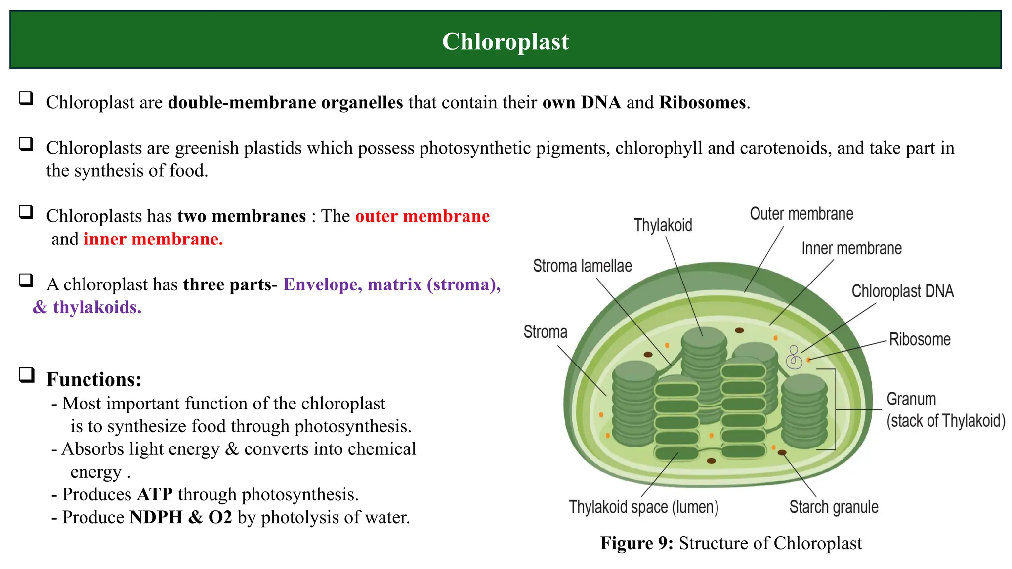 Chloroplast
 Functions:
- Most important function of the chloroplast
is to synthesize food through photosynthesis.
- Absorbs light energy & converts into chemical
energy .
- Produces ATP through photosynthesis.
- Produce NDPH & O2 by photolysis of water.
 Chloroplast are double-membrane organelles that contain their own DNA and Ribosomes.
 Chloroplasts are greenish plastids which possess photosynthetic pigments, chlorophyll and carotenoids, and take part in
the synthesis of food.
 Chloroplasts has two membranes : The outer membrane
and inner membrane.
 A chloroplast has three parts- Envelope, matrix (stroma),
& thylakoids.
Figure 9: Structure of Chloroplast
 