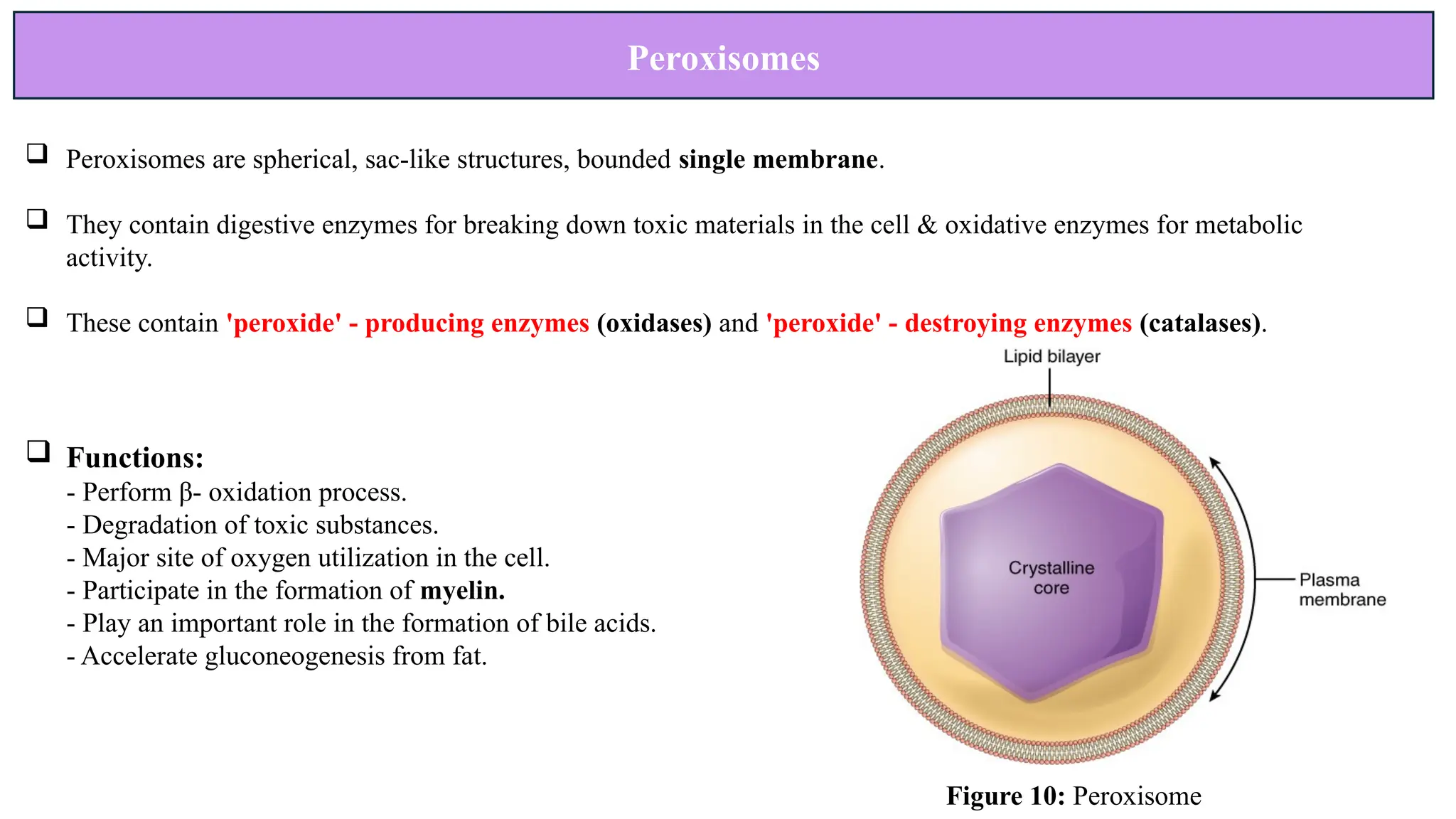 Peroxisomes
 Peroxisomes are spherical, sac-like structures, bounded single membrane.
 They contain digestive enzymes for breaking down toxic materials in the cell & oxidative enzymes for metabolic
activity.
 These contain 'peroxide' - producing enzymes (oxidases) and 'peroxide' - destroying enzymes (catalases).
 Functions:
- Perform β- oxidation process.
- Degradation of toxic substances.
- Major site of oxygen utilization in the cell.
- Participate in the formation of myelin.
- Play an important role in the formation of bile acids.
- Accelerate gluconeogenesis from fat.
Figure 10: Peroxisome
 