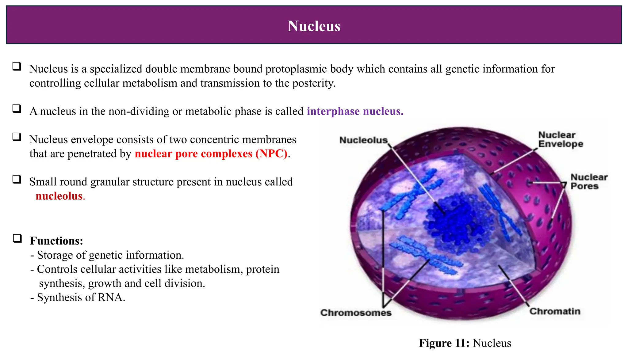 Nucleus
 Nucleus is a specialized double membrane bound protoplasmic body which contains all genetic information for
controlling cellular metabolism and transmission to the posterity.
 A nucleus in the non-dividing or metabolic phase is called interphase nucleus.
 Nucleus envelope consists of two concentric membranes
that are penetrated by nuclear pore complexes (NPC).
 Small round granular structure present in nucleus called
nucleolus.
 Functions:
- Storage of genetic information.
- Controls cellular activities like metabolism, protein
synthesis, growth and cell division.
- Synthesis of RNA.
Figure 11: Nucleus
 