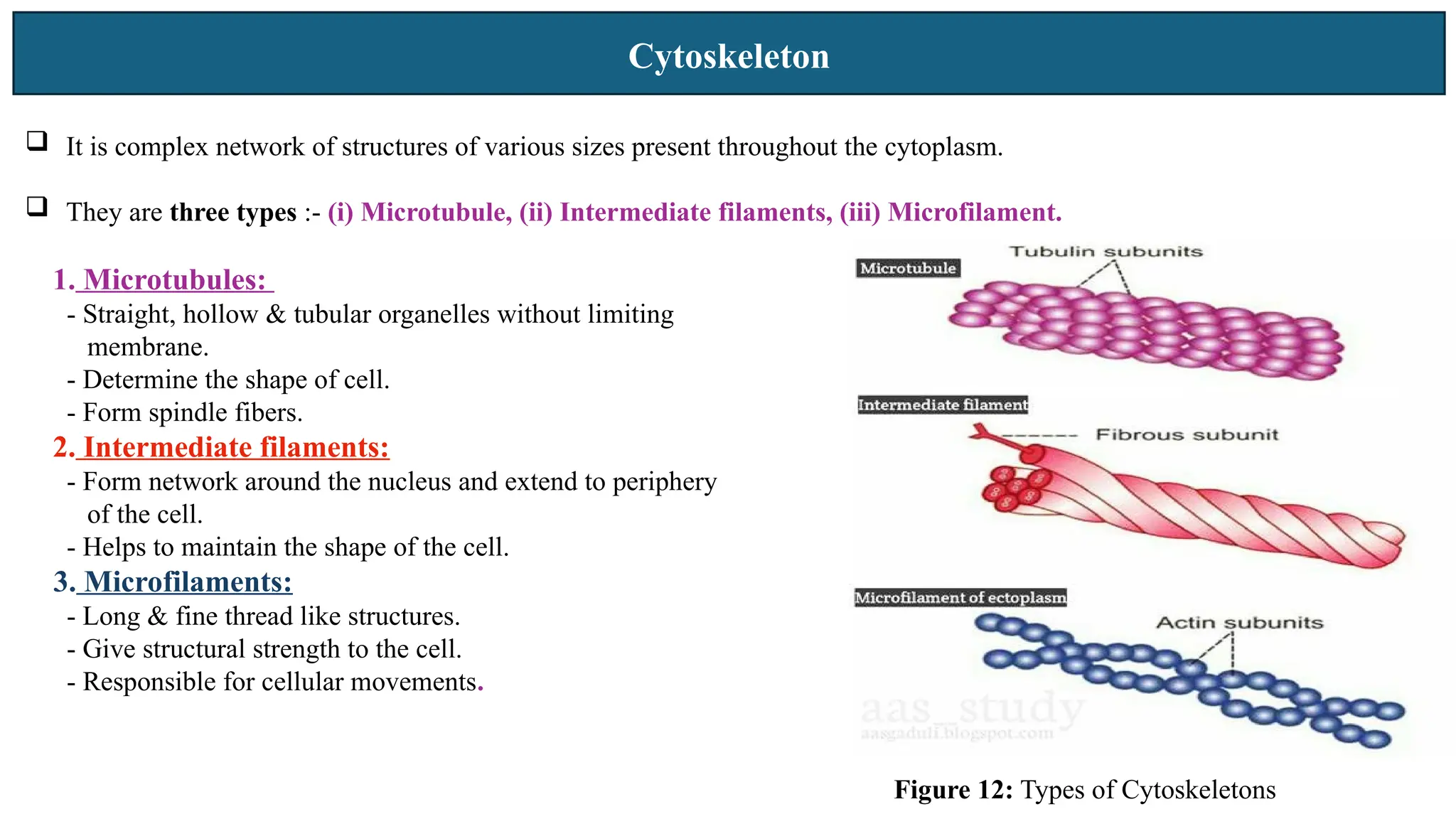 Cytoskeleton
 It is complex network of structures of various sizes present throughout the cytoplasm.
 They are three types :- (i) Microtubule, (ii) Intermediate filaments, (iii) Microfilament.
1. Microtubules:
- Straight, hollow & tubular organelles without limiting
membrane.
- Determine the shape of cell.
- Form spindle fibers.
2. Intermediate filaments:
- Form network around the nucleus and extend to periphery
of the cell.
- Helps to maintain the shape of the cell.
3. Microfilaments:
- Long & fine thread like structures.
- Give structural strength to the cell.
- Responsible for cellular movements.
Figure 12: Types of Cytoskeletons
 