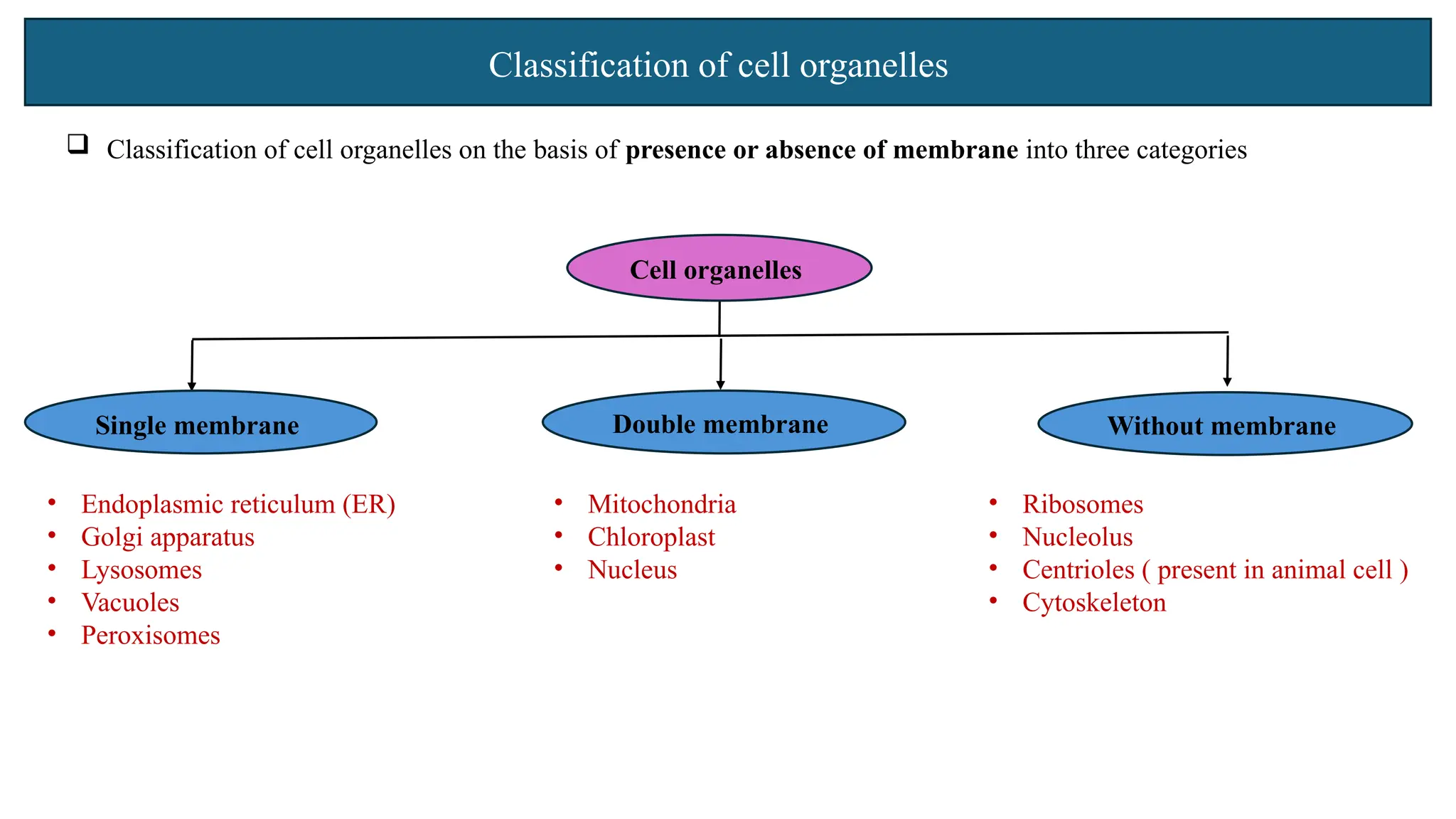 Classification of cell organelles
 Classification of cell organelles on the basis of presence or absence of membrane into three categories
Cell organelles
• Endoplasmic reticulum (ER)
• Golgi apparatus
• Lysosomes
• Vacuoles
• Peroxisomes
• Mitochondria
• Chloroplast
• Nucleus
• Ribosomes
• Nucleolus
• Centrioles ( present in animal cell )
• Cytoskeleton
Single membrane Double membrane Without membrane
 