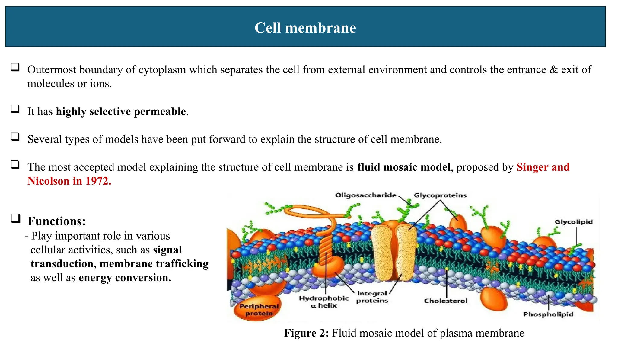 Cell membrane
 Outermost boundary of cytoplasm which separates the cell from external environment and controls the entrance & exit of
molecules or ions.
 It has highly selective permeable.
 Several types of models have been put forward to explain the structure of cell membrane.
 The most accepted model explaining the structure of cell membrane is fluid mosaic model, proposed by Singer and
Nicolson in 1972.
 Functions:
- Play important role in various
cellular activities, such as signal
transduction, membrane trafficking
as well as energy conversion.
Figure 2: Fluid mosaic model of plasma membrane
 