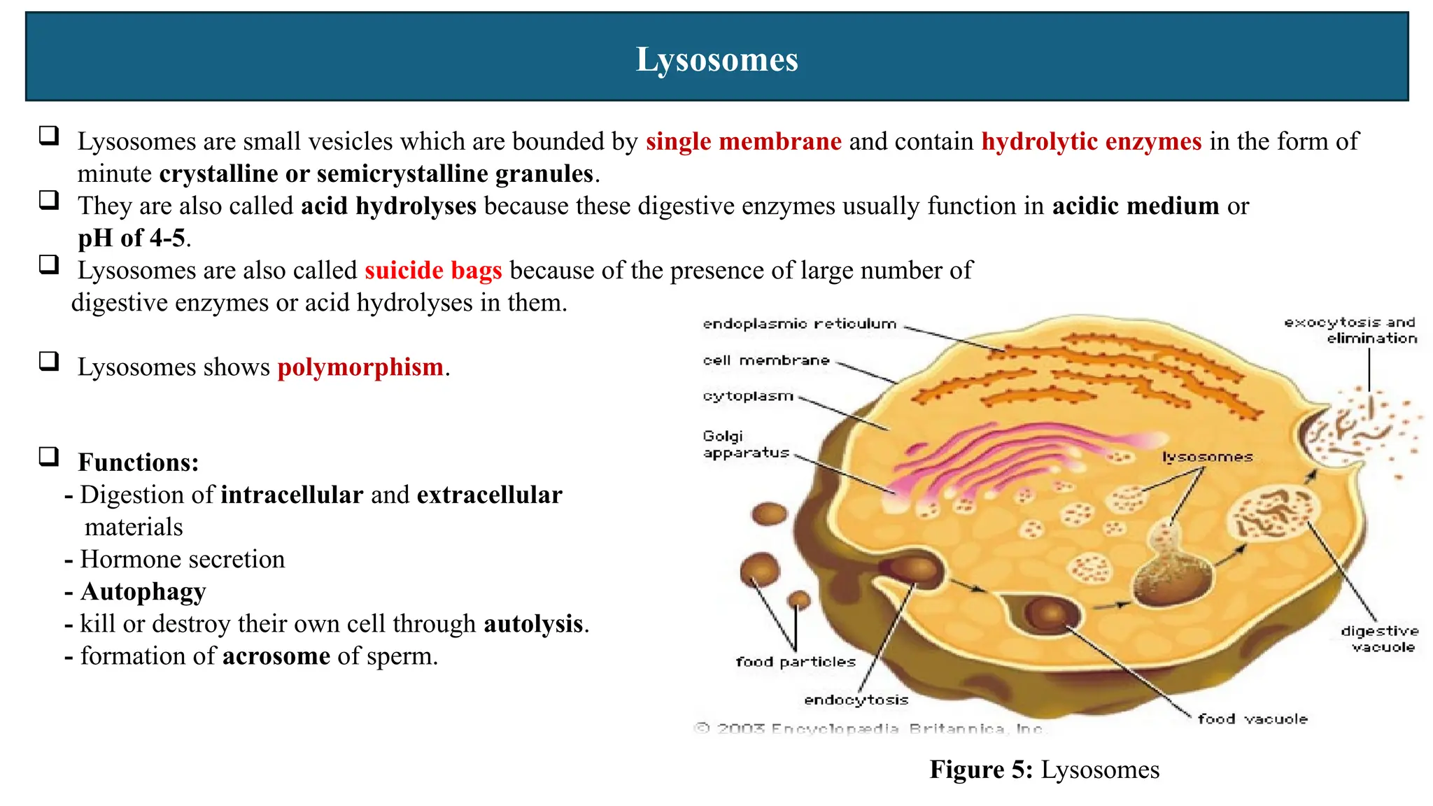 Lysosomes
 Lysosomes are small vesicles which are bounded by single membrane and contain hydrolytic enzymes in the form of
minute crystalline or semicrystalline granules.
 They are also called acid hydrolyses because these digestive enzymes usually function in acidic medium or
pH of 4-5.
 Lysosomes are also called suicide bags because of the presence of large number of
digestive enzymes or acid hydrolyses in them.
 Lysosomes shows polymorphism.
 Functions:
- Digestion of intracellular and extracellular
materials
- Hormone secretion
- Autophagy
- kill or destroy their own cell through autolysis.
- formation of acrosome of sperm.
Figure 5: Lysosomes
 