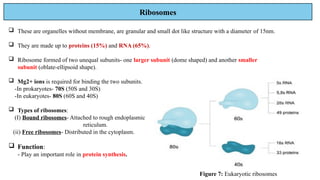 Ribosomes
 These are organelles without membrane, are granular and small dot like structure with a diameter of 15nm.
 They are made up to proteins (15%) and RNA (65%).
 Ribosome formed of two unequal subunits- one larger subunit (dome shaped) and another smaller
subunit (oblate-ellipsoid shape).
 Mg2+ ions is required for binding the two subunits.
-In prokaryotes- 70S (50S and 30S)
-In eukaryotes- 80S (60S and 40S)
 Types of ribosomes:
(I) Bound ribosomes- Attached to rough endoplasmic
reticulum.
(ii) Free ribosomes- Distributed in the cytoplasm.
 Function:
- Play an important role in protein synthesis.
Figure 7: Eukaryotic ribosomes
 