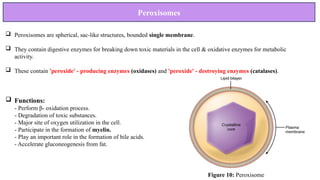 Peroxisomes
 Peroxisomes are spherical, sac-like structures, bounded single membrane.
 They contain digestive enzymes for breaking down toxic materials in the cell & oxidative enzymes for metabolic
activity.
 These contain 'peroxide' - producing enzymes (oxidases) and 'peroxide' - destroying enzymes (catalases).
 Functions:
- Perform β- oxidation process.
- Degradation of toxic substances.
- Major site of oxygen utilization in the cell.
- Participate in the formation of myelin.
- Play an important role in the formation of bile acids.
- Accelerate gluconeogenesis from fat.
Figure 10: Peroxisome
 
