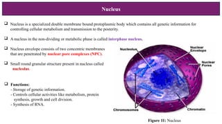 Nucleus
 Nucleus is a specialized double membrane bound protoplasmic body which contains all genetic information for
controlling cellular metabolism and transmission to the posterity.
 A nucleus in the non-dividing or metabolic phase is called interphase nucleus.
 Nucleus envelope consists of two concentric membranes
that are penetrated by nuclear pore complexes (NPC).
 Small round granular structure present in nucleus called
nucleolus.
 Functions:
- Storage of genetic information.
- Controls cellular activities like metabolism, protein
synthesis, growth and cell division.
- Synthesis of RNA.
Figure 11: Nucleus
 