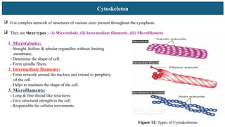Cytoskeleton
 It is complex network of structures of various sizes present throughout the cytoplasm.
 They are three types :- (i) Microtubule, (ii) Intermediate filaments, (iii) Microfilament.
1. Microtubules:
- Straight, hollow & tubular organelles without limiting
membrane.
- Determine the shape of cell.
- Form spindle fibers.
2. Intermediate filaments:
- Form network around the nucleus and extend to periphery
of the cell.
- Helps to maintain the shape of the cell.
3. Microfilaments:
- Long & fine thread like structures.
- Give structural strength to the cell.
- Responsible for cellular movements.
Figure 12: Types of Cytoskeletons
 