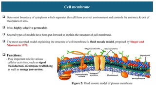 Cell membrane
 Outermost boundary of cytoplasm which separates the cell from external environment and controls the entrance & exit of
molecules or ions.
 It has highly selective permeable.
 Several types of models have been put forward to explain the structure of cell membrane.
 The most accepted model explaining the structure of cell membrane is fluid mosaic model, proposed by Singer and
Nicolson in 1972.
 Functions:
- Play important role in various
cellular activities, such as signal
transduction, membrane trafficking
as well as energy conversion.
Figure 2: Fluid mosaic model of plasma membrane
 