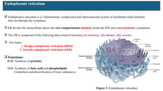 Endoplasmic reticulum
 Endoplasmic reticulum is a 3-dimentional, complicated and interconnected system of membrane-lined channels
that run through the cytoplasm.
 ER divides the intracellular space into two compartments luminal (inside the ER) and extra-luminal ( cytoplasm).
 The ER is composed of the following three kind of structures (i) cisternae, (ii) tubules, (iii) vesicles.
 Two types:
1. Rough endoplasmic reticulum (RER)
2. Smooth endoplasmic reticulum (SER)
 Functions:
RER- Synthesis of proteins.
SER- Synthesis of fatty acid and phospholipids.
Catabolism and detoxification of toxic substances.
 iii
Figure 3: Endoplasmic reticulum
 
