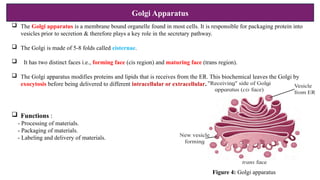 Golgi Apparatus
 The Golgi apparatus is a membrane bound organelle found in most cells. It is responsible for packaging protein into
vesicles prior to secretion & therefore plays a key role in the secretary pathway.
 The Golgi is made of 5-8 folds called cisternae.
 It has two distinct faces i.e., forming face (cis region) and maturing face (trans region).
 The Golgi apparatus modifies proteins and lipids that is receives from the ER. This biochemical leaves the Golgi by
exocytosis before being delivered to different intracellular or extracellular.
 Functions :
- Processing of materials.
- Packaging of materials.
- Labeling and delivery of materials.
Figure 4: Golgi apparatus
 