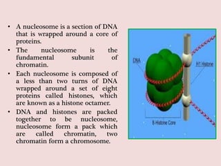 • A nucleosome is a section of DNA
that is wrapped around a core of
proteins.
• The nucleosome is the
fundamental subunit of
chromatin.
• Each nucleosome is composed of
a less than two turns of DNA
wrapped around a set of eight
proteins called histones, which
are known as a histone octamer.
• DNA and histones are packed
together to be nucleosome,
nucleosome form a pack which
are called chromatin, two
chromatin form a chromosome.
 
