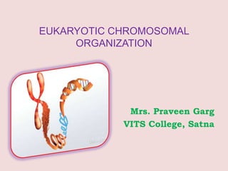EUKARYOTIC CHROMOSOMAL
ORGANIZATION
Mrs. Praveen Garg
VITS College, Satna
 