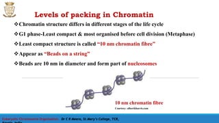Levels of packing in Chromatin
Eukaryotic Chromosome Organisation, Dr C R Meera, St.Mary’s College, TCR,
Chromatin structure differs in different stages of the life cycle
G1 phase-Least compact & most organised before cell division (Metaphase)
Least compact structure is called “10 nm chromatin fibre”
Appear as “Beads on a string”
Beads are 10 nm in diameter and form part of nucleosomes
10 nm chromatin fibre
Courtesy: albertkharris.com
 
