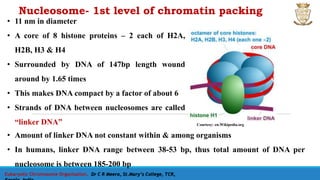 Eukaryotic Chromosome Organisation, Dr C R Meera, St.Mary’s College, TCR,
Nucleosome- 1st level of chromatin packing
Courtesy: en.Wikipedia.org
• 11 nm in diameter
• A core of 8 histone proteins – 2 each of H2A,
H2B, H3 & H4
• Surrounded by DNA of 147bp length wound
around by 1.65 times
• This makes DNA compact by a factor of about 6
• Strands of DNA between nucleosomes are called
“linker DNA”
• Amount of linker DNA not constant within & among organisms
• In humans, linker DNA range between 38-53 bp, thus total amount of DNA per
nucleosome is between 185-200 bp
 