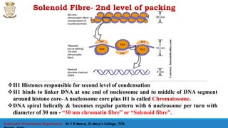 Eukaryotic Chromosome Organisation, Dr C R Meera, St.Mary’s College, TCR,
Solenoid Fibre- 2nd level of packing
Courtesy:basicmedicalkey.com
H1 Histones responsible for second level of condensation
H1 binds to linker DNA at one end of nucleosome and to middle of DNA segment
around histone core- A nucleosome core plus H1 is called Chromatosome.
DNA spiral helically & becomes regular pattern with 6 nucleosome per turn with
diameter of 30 nm - “30 nm chromatin fibre” or “Solenoid fibre”.
 