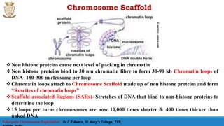 Eukaryotic Chromosome Organisation, Dr C R Meera, St.Mary’s College, TCR,
Chromosome Scaffold
Non histone proteins cause next level of packing in chromatin
Non histone proteins bind to 30 nm chromatin fibre to form 30-90 kb Chromatin loops of
DNA- 180-300 nucleosome per loop
Chromatin loops attach to Chromosome Scaffold made up of non histone proteins and form
“Rosettes of chromatin loops”
Scaffold associated Regions (SARs)- Stretches of DNA that bind to non-histone proteins to
determine the loop
15 loops per turn- chromosomes are now 10,000 times shorter & 400 times thicker than
naked DNA
Courtesy:quora.com
 