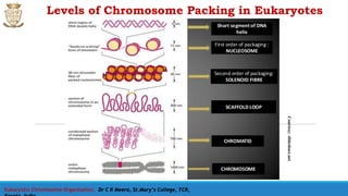Eukaryotic Chromosome Organisation, Dr C R Meera, St.Mary’s College, TCR,
Levels of Chromosome Packing in Eukaryotes
Courtesy:slideshare.net
 