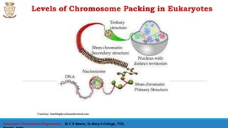 Eukaryotic Chromosome Organisation, Dr C R Meera, St.Mary’s College, TCR,
Levels of Chromosome Packing in Eukaryotes
Courtesy: bmcbiophys.biomedcentral.com
 