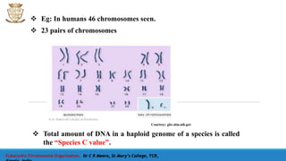  Eg: In humans 46 chromosomes seen.
 23 pairs of chromosomes
 Total amount of DNA in a haploid genome of a species is called
the “Species C value”.
Courtesy: ghr.nlm.nih.gov
Eukaryotic Chromosome Organisation, Dr C R Meera, St.Mary’s College, TCR,
 