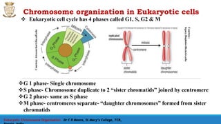 Chromosome organization in Eukaryotic cells
 Eukaryotic cell cycle has 4 phases called G1, S, G2 & M
Courtesy:irrecenvhort.ifas.ufl.edu
G 1 phase- Single chromosome
S phase- Chromosome duplicate to 2 “sister chromatids” joined by centromere
G 2 phase- same as S phase
M phase- centromeres separate- “daughter chromosomes” formed from sister
chromatids
Courtesy:
legacy.Hopkinsville.kctcs.edu
Eukaryotic Chromosome Organisation, Dr C R Meera, St.Mary’s College, TCR,
 