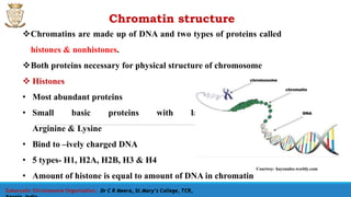 Chromatin structure
Eukaryotic Chromosome Organisation, Dr C R Meera, St.Mary’s College, TCR,
Chromatins are made up of DNA and two types of proteins called
histones & nonhistones.
Both proteins necessary for physical structure of chromosome
 Histones
• Most abundant proteins
• Small basic proteins with large amount of
Arginine & Lysine
• Bind to –ively charged DNA
• 5 types- H1, H2A, H2B, H3 & H4
• Amount of histone is equal to amount of DNA in chromatin
Courtesy: hayounlee.weebly.com
 