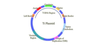 Eukaryotic cloning vector for genetic diversity analysis