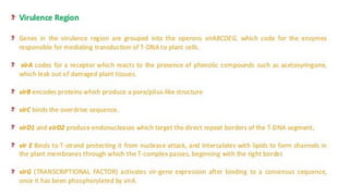 Eukaryotic cloning vector for genetic diversity analysis