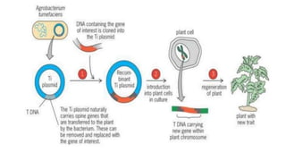 Eukaryotic cloning vector for genetic diversity analysis