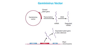 Geminivirus Vector
 