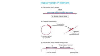 Insect vector: P element
 