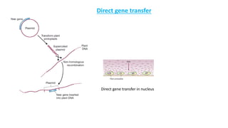 Direct gene transfer
Direct gene transfer in nucleus
 