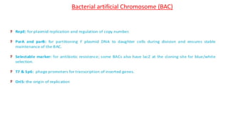 Bacterial artificial Chromosome (BAC)
 