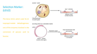 Selection Marker:
(LEU2)
The Gene LEU2, which code for -
isopropyl-malate dehydrogenase,
one of the enzymes involved in the
conversion of pyruvic acid to
leucine.
 