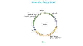 Mammalian Cloning Vector
SV40
 