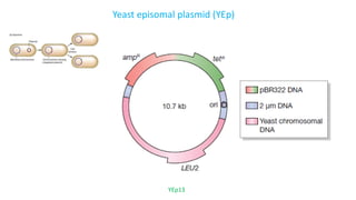 Yeast episomal plasmid (YEp)
YEp13
 