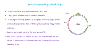 Yeast integration plasmids (YIps)
? YIps are basically bacterial plasmids carrying a yeast gene.
? Ex. YIp5, which is pBR322 with an inserted URA3 gene.
? The URA3 gene codes for orotidine-5-phosphate decarboxylase (an enzyme
which catalyzes one of the steps in the biosynthesis pathway for pyrimidine
nucleotide.
? It used as a selectable marker in the same way as LEU2.
? A YIp cannot replicate as a plasmid as it does not conatin any part of 2m
plasmid. It depends for its survival on integration in to yeast chromosomal
DNA same as Yep.
 