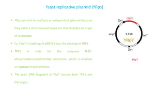 Yeast replicative plasmid (YRps)
YRp7
? YRps are able to multiply as independent plasmid because
they carry a chromosomal sequence that includes an origin
of replication.
? Ex. YRp7 is made up of pBR322 plus the yeast gene TRP1.
? TRP1 is code for the enzymes N-(5'-
phosphoribosyl)anthranilate isomerase, which is involved
in tryptophan biosynthesis.
? The yeast DNA fragment in YEp7 contain both TRP1 and
the origin.
 