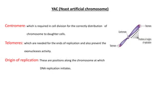 YAC (Yeast artificial chromosome)
Centromere: which is required in cell division for the correctly distribution of
chromosome to daughter cells.
Telomeres: which are needed for the ends of replication and also prevent the
exonucleases activity.
Origin of replication: These are positions along the chromosome at which
DNA replication initiates.
 