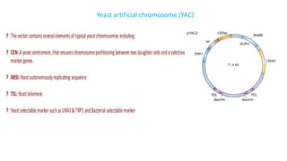 Yeast artificial chromosome (YAC)
 