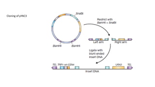 Cloning of pYAC3
 