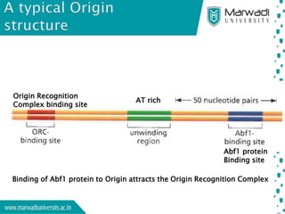 Eukaryotic dna replication | PPTX